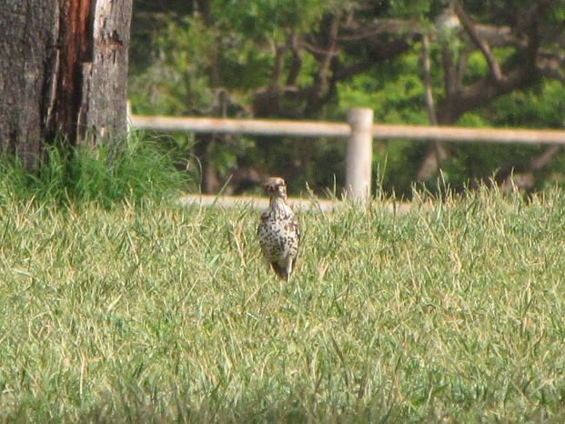 Turdus sp.